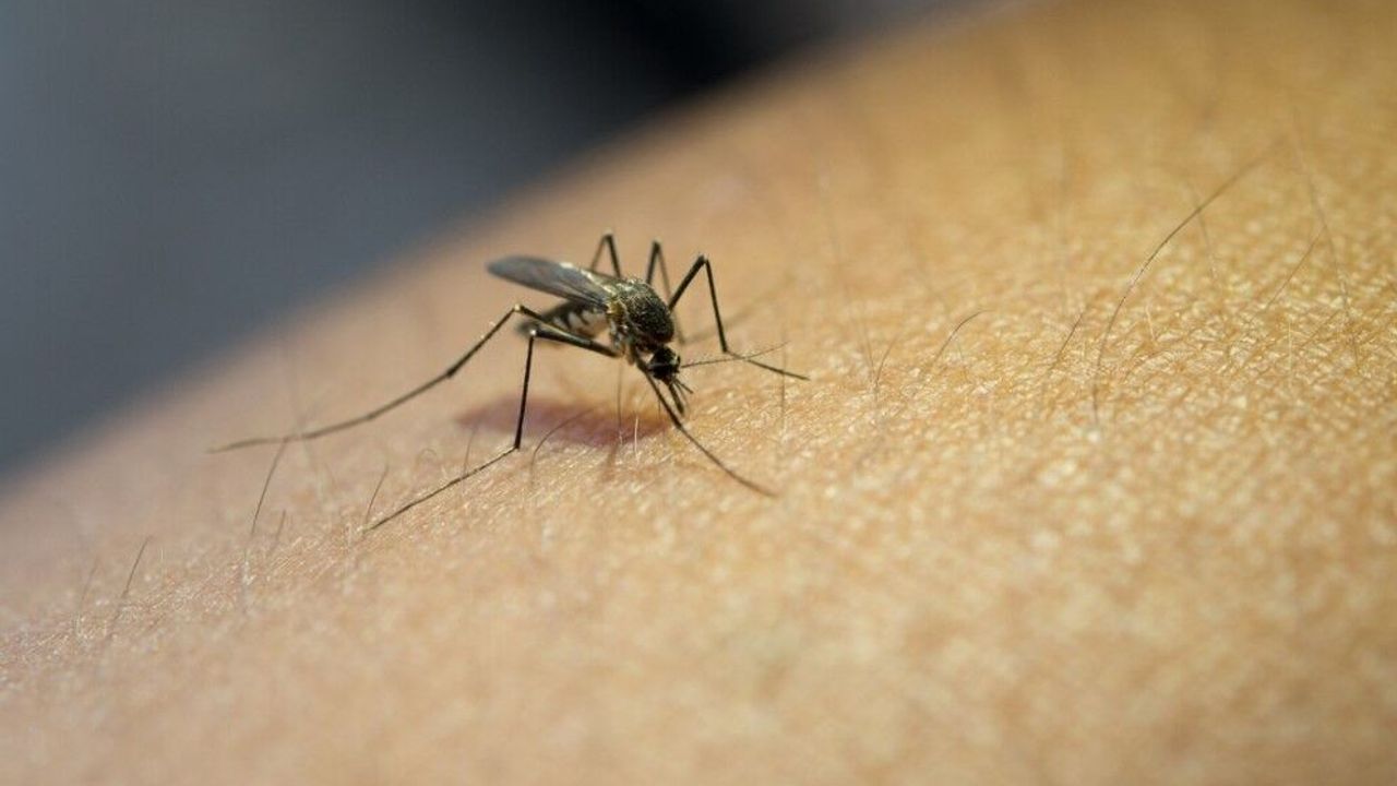Sivrisinek kaynaklı chikungunya virüsüne karşı uyarı