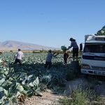 Üreticilerin beyaz lahana hasat mesaisi başladı