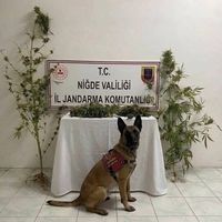 ASAYİŞ 