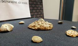 Kayseri’de 10 milyon yıllık fosil ele geçirdi