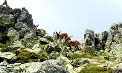 Niğde’nin dağ keçisi sayısında artış var