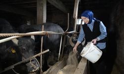 Ticari süt işletmelerince 1 milyon 15 bin 647 ton inek sütü toplandı