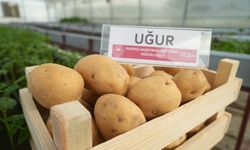 Cipslik yerli patates 'Uğur' tescillendi