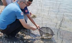 Niğde’de Göletlere Sazan Yavrusu Bırakıldı