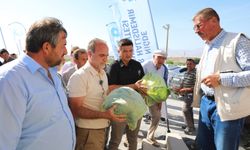 Niğde'de Lahana Üretimine Bilimsel Dokunuş