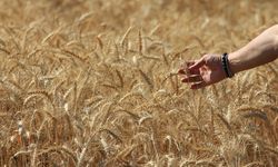 Küresel tahıl üretiminde tüm zamanların zirvesi geliyor