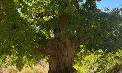 Doğadan ilham alan yarışma