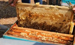 Niğde'nin 'Geven Balı' Coğrafi İşaretle tescillendi