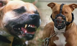 Niğde’de İki Öğrenci Pitbull Saldırısında Yaralandı