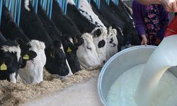 Ticari süt işletmelerince 895 bin 834 ton inek sütü toplandı