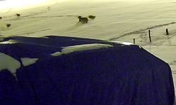Sivas'ta kurtların saldırdığı köpeğin acı sonu!