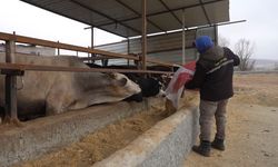 Niğde Destek Kapsamında