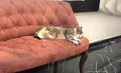 Sokak Kedileri Soğuktan Esnafın Yanında Korunuyor