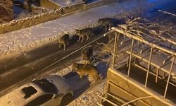 Bor’da Kurt Sürüsü Paniği Yapay Zeka Çıktı