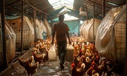 Ticaret Bakanlığı tavuk ihracatını durdurdu