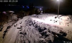 Aç kalan kurtlar köye indi !