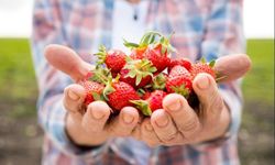 Çilek Yetiştiriciliği Projesi başlıyor