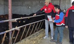 Yetiştiricilere Angus Irkı Düve teslim edildi