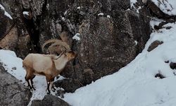 Dağ keçileri dron ile görüntülendi