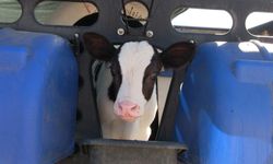 Kiledere’de şap karantinası