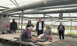 Bor’da Seralarda inceleme