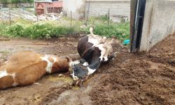 Yıldırım düştü iki inek telef oldu!