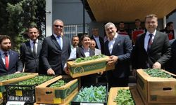 Altunhisar’da üreticiye fide dağıtıldı