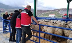 Bor Hayvan Pazarında Kurban mesaisi
