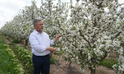 Kaplan: “Elmalar depolandı, ucuza satılmak istenmiyor“