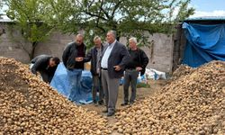 Gürer: ”Binlerce ton patates hayvan yemi oldu”