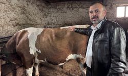 1 tonluk 'Kocaoğlan' alıcısını bekliyor