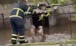 Mahsur kalan 2 yavru köpek kurtarıldı