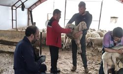 Bor’da Küçükbaş Hayvan Islahı Projesi devam ediyor