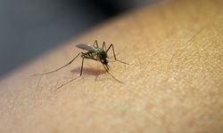 Sivrisinek kaynaklı chikungunya virüsüne karşı uyarı