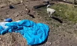 BASE Jump sporcusuna çoban köpekleri saldırdı