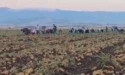 ‘Nahita’ Gaziantep’te rekor verime ulaştı