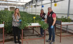 Patates hastalıklarına karşı AR-GE mesaisi