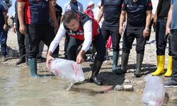 Bahçeli Gölet’ine yavru sazan bırakıldı
