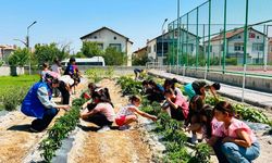 Bor’da gençler üretti, birlikte hasat etti