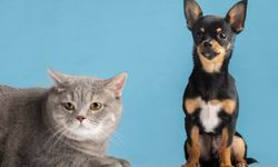 Kedi ve köpek ısırığını da tırmalamasını da hafife almayın