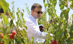 Vali Akmeşe Bor'da kayısı hasadına katıldı