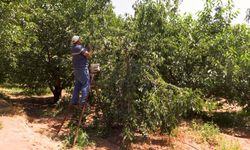 Su tarlaya ulaştı, Emirler ‘de kiraz üretimi arttı