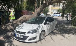 Park halindeki otomobilin üzerine ağaç devrildi