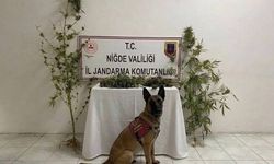 Ulukışla'da Narkotik Operasyonu