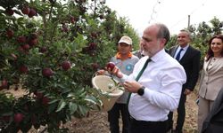 NÖHÜ' de rekor elma hasadı