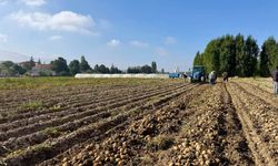 Yerli Patates ‘UĞUR 51’ hasat edildi