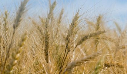Çiftçilere hububat destek ödemesi yapılacak