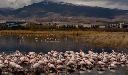 Akkaya Barajı flamingoların gelişi ile görsel şölen sunuyor
