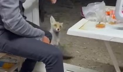 Aç tilki köye indi, insanların elinden yiyecek yedi