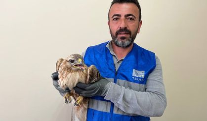 Niğde'de bitkin halde bulunan kızıl şahin koruma altına alındı